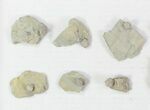 Lot: Blastoid Fossils (Pentremites) On Shale - Pieces #78036-3